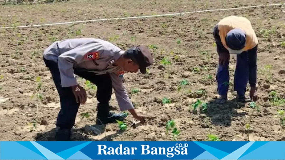 Bhabinkamtibmas Desa Pelangwot Aiptu Wahyudin mendampingi petani cabai di Desa Pelangwot, Lamongan, Kamis (3/9/2026). (Foto Dok Ho/RadarBangsa.co.id)