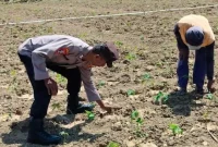 Bhabinkamtibmas Desa Pelangwot Aiptu Wahyudin mendampingi petani cabai di Desa Pelangwot, Lamongan, Kamis (3/9/2026). (Foto Dok Ho/RadarBangsa.co.id)