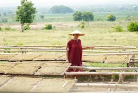 Petani melakukan panen tembakau di Kabupaten Lamongan saat musim panen 2026 masih berlangsung hingga September. (Dok. Ho/RadarBangsa.co.id)