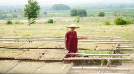 Petani melakukan panen tembakau di Kabupaten Lamongan saat musim panen 2026 masih berlangsung hingga September. (Dok. Ho/RadarBangsa.co.id)
