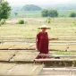 Petani melakukan panen tembakau di Kabupaten Lamongan saat musim panen 2026 masih berlangsung hingga September. (Dok. Ho/RadarBangsa.co.id)