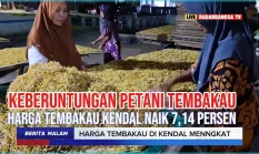 Kemarau Jadi Berkah, Harga Tembakau Kendal Naik 7,14 Persen.