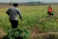 Brigadir Dwi Bai Asmoro memantau tanaman pangan di lahan warga Desa Bakalanpule, Tikung, Lamongan, Minggu (6/9/2026). (Foto Dok Ho/RadarBangsa.co.id)