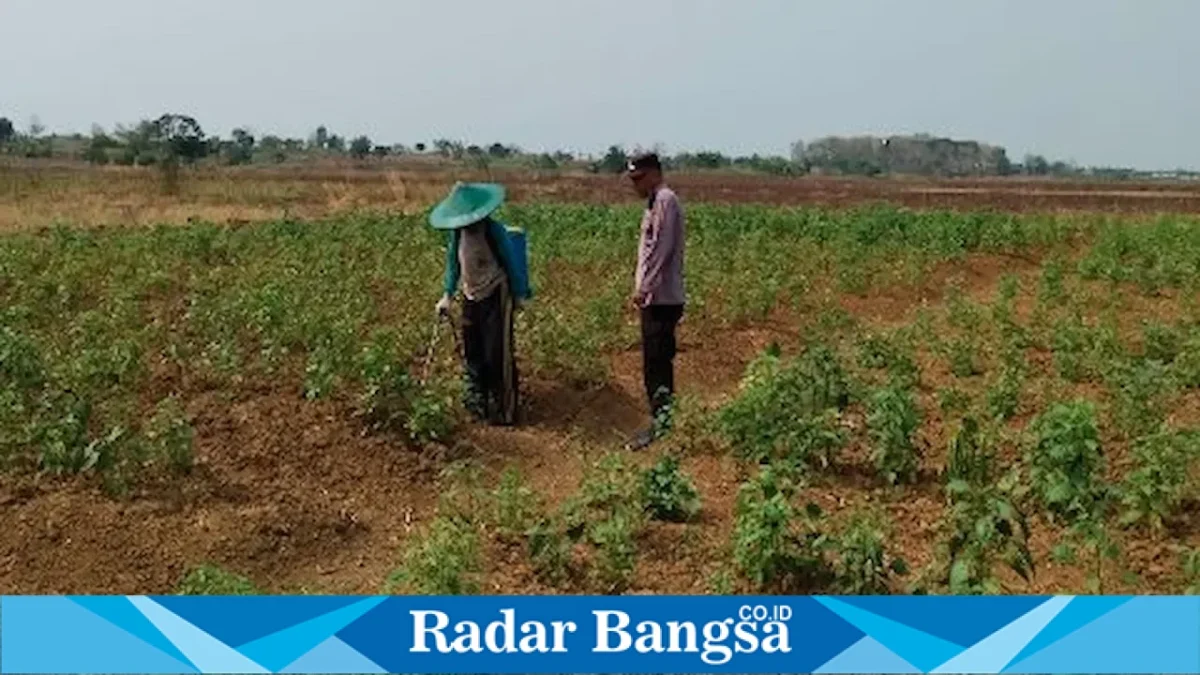Polmas Polsek Laren mendampingi petani mengecek tanaman cabai rawit di Desa Bulutigo, Lamongan, Selasa (8/9/2026). (Foto Dok Ho/RadarBangsa.co.id)