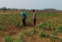 Polmas Polsek Laren mendampingi petani mengecek tanaman cabai rawit di Desa Bulutigo, Lamongan, Selasa (8/9/2026). (Foto Dok Ho/RadarBangsa.co.id)