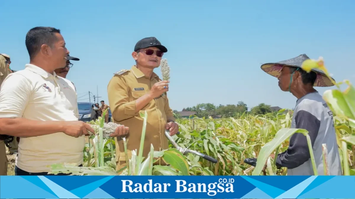 Bupati Lamongan Yuhronur Efendi menghadiri panen raya padi dan bawang merah di Desa Truni, Selasa (15/9). (Dok. Ho/RadarBangsa.co.id)