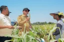 Bupati Lamongan Yuhronur Efendi menghadiri panen raya padi dan bawang merah di Desa Truni, Selasa (15/9). (Dok. Ho/RadarBangsa.co.id)