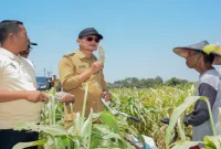 Bupati Lamongan Yuhronur Efendi menghadiri panen raya padi dan bawang merah di Desa Truni, Selasa (15/9). (Dok. Ho/RadarBangsa.co.id)