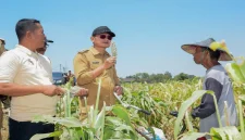 Bupati Lamongan Yuhronur Efendi menghadiri panen raya padi dan bawang merah di Desa Truni, Selasa (15/9). (Dok. Ho/RadarBangsa.co.id)