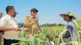 Bupati Lamongan Yuhronur Efendi menghadiri panen raya padi dan bawang merah di Desa Truni, Selasa (15/9). (Dok. Ho/RadarBangsa.co.id)