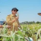 Bupati Lamongan Yuhronur Efendi menghadiri panen raya padi dan bawang merah di Desa Truni, Selasa (15/9). (Dok. Ho/RadarBangsa.co.id)