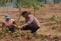 Aiptu Sukartono mengecek tanaman cabai milik petani di Desa Gelap, Jumat (4/9/2026). (Foto Dok Ho/RadarBangsa.co.id)