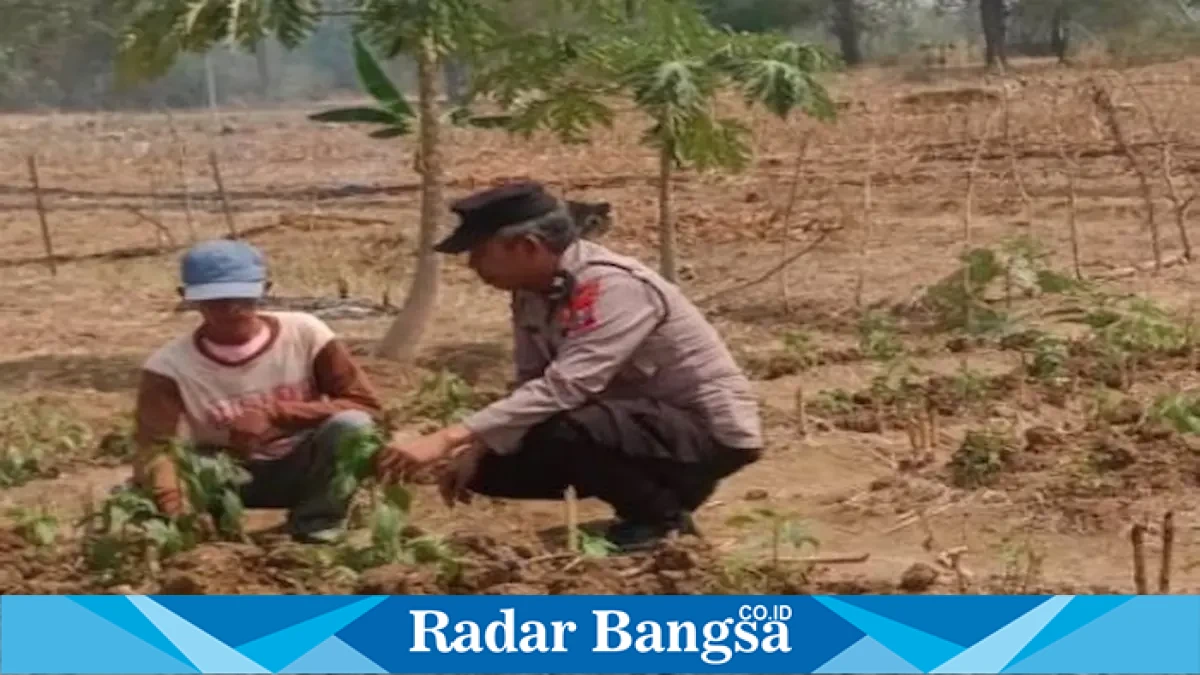 Aiptu Sukartono mengecek tanaman cabai milik petani di Desa Gelap, Jumat (4/9/2026). (Foto Dok Ho/RadarBangsa.co.id)