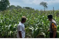 Bhabinkamtibmas Desa Pelangwot Bripda Mirza mengecek tanaman jagung petani, Senin (7/9/2026). (Foto Dok Ho/RadarBangsa.co.id)