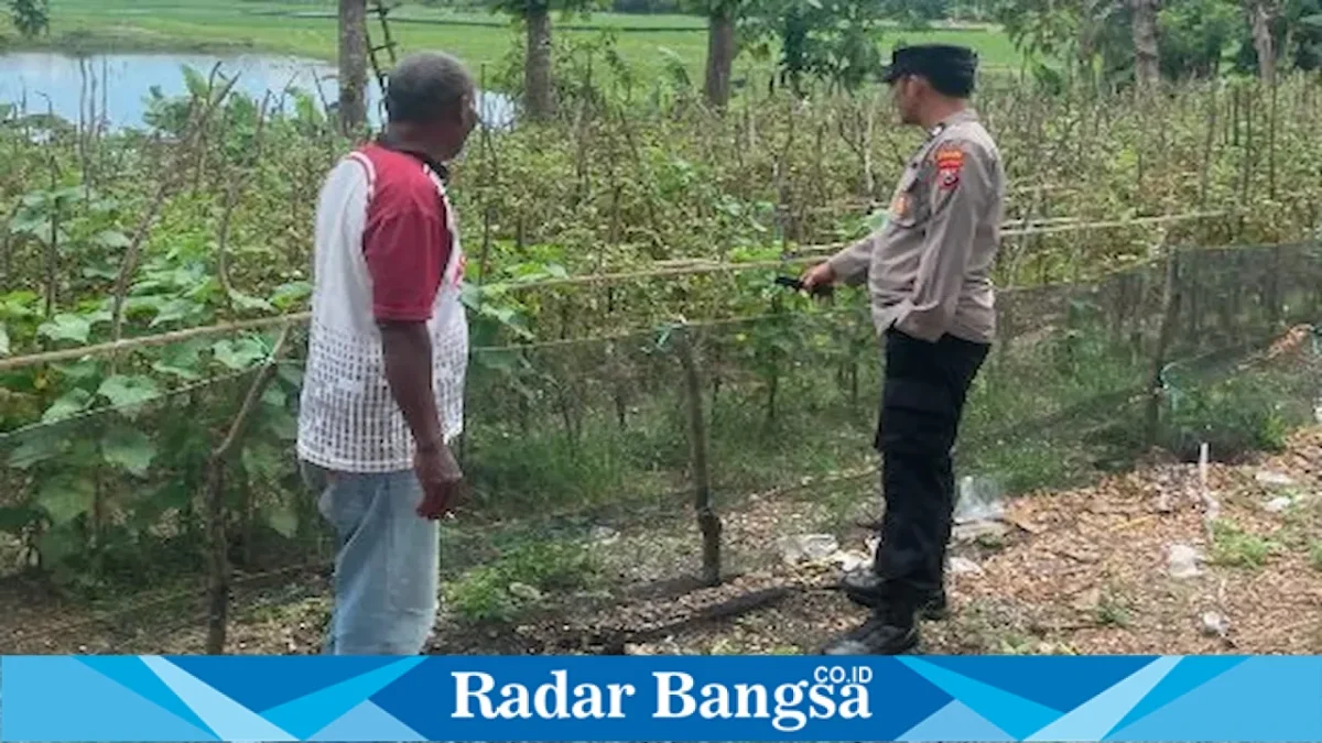 Polisi mengecek perkembangan tanaman tomat milik petani di Desa Pelangwot, Kecamatan Laren, Lamongan, Minggu (13/9/2026). (Foto Dok Ho/RadarBangsa.co.id)