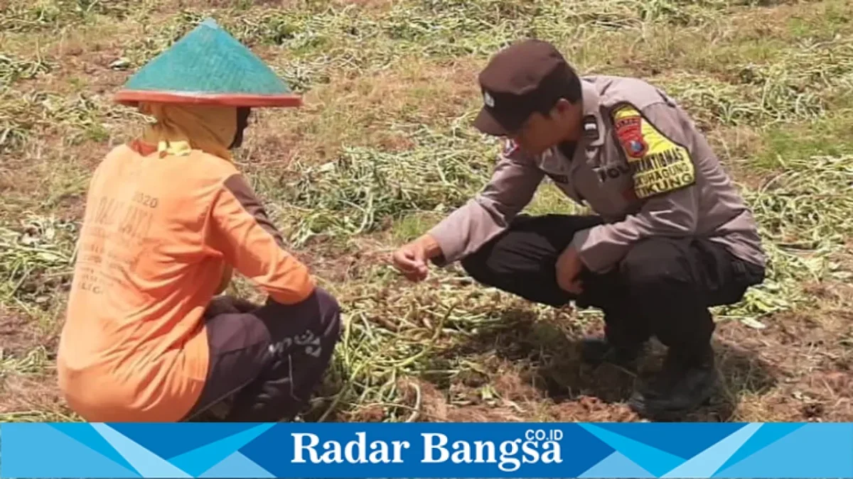 Polsek Tikung memantau lahan pertanian warga yang memasuki masa panen kangkung di Dusun Pilanggot, Desa Wonokromo, Lamongan, Rabu (23/9/2026). (Dok. Ho/RadarBangsa.co.id).