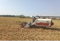 Petani Desa Kroya saat panen padi di Indramayu, Selasa (25/8/2026). (Dok. Ho/RadarBangsa.co.id)