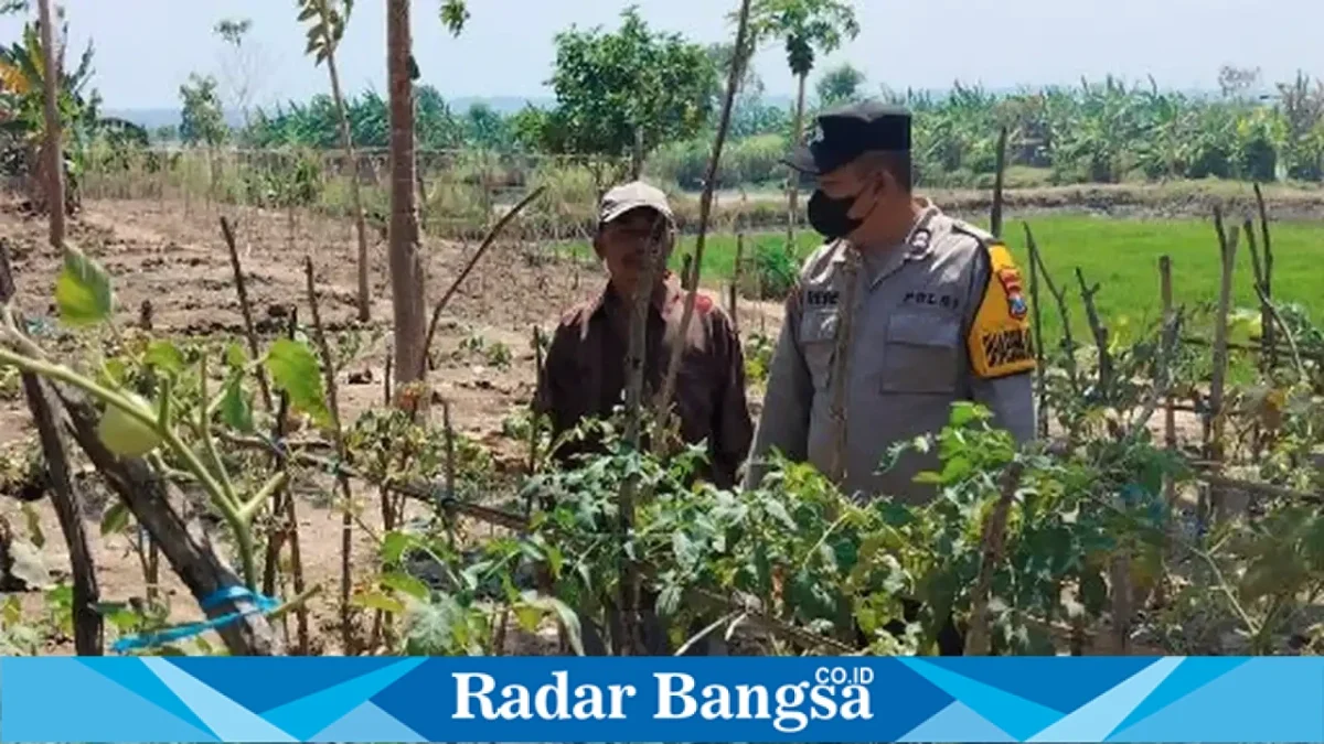 Bhabinkamtibmas saat mengecek lahan tanaman cabai milik petani di Desa Pelangwot, Jumat (18/9/2026). (Dok. Ho/RadarBangsa.co.id)