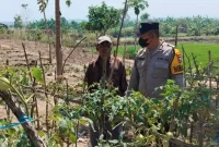 Bhabinkamtibmas saat mengecek lahan tanaman cabai milik petani di Desa Pelangwot, Jumat (18/9/2026). (Dok. Ho/RadarBangsa.co.id)