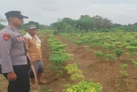Petugas memantau lahan pertanian milik Kasmadi di Desa Gampangsejati, Laren, Lamongan, Rabu (2/9/2026). (Dok. Ho/RadarBangsa.co.id)