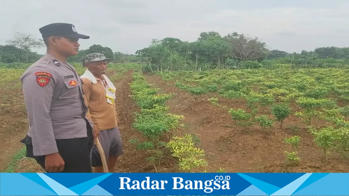 Petugas memantau lahan pertanian milik Kasmadi di Desa Gampangsejati, Laren, Lamongan, Rabu (2/9/2026). (Dok. Ho/RadarBangsa.co.id)