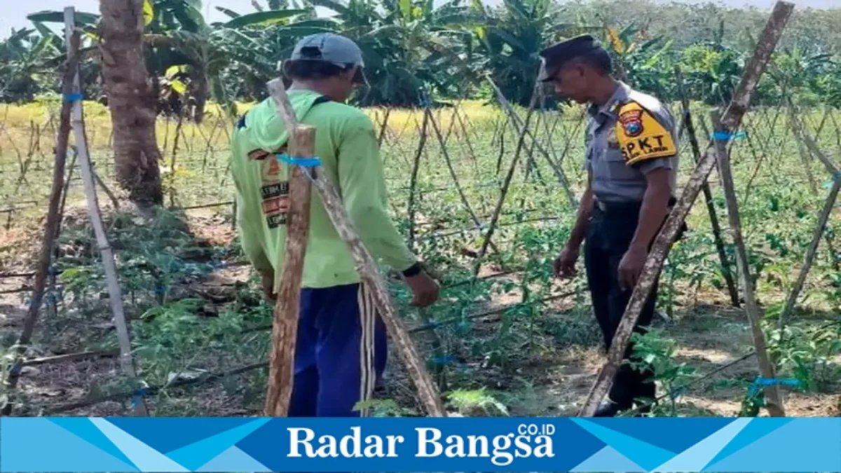 Petugas Polsek Laren saat mengecek lahan tanaman tomat di Desa Pelangwot, Senin (21/9/2026). (Dok. Ho/RadarBangsa.co.id)