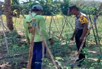 Petugas Polsek Laren saat mengecek lahan tanaman tomat di Desa Pelangwot, Senin (21/9/2026). (Dok. Ho/RadarBangsa.co.id)