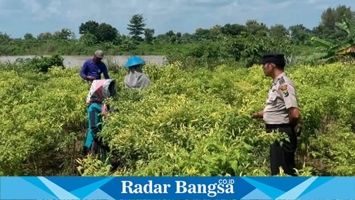 Petugas Polsek Laren bersama petani mengecek tanaman cabai milik warga di Desa Pelangwot, Kecamatan Laren, Senin (28/9/2026).