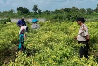 Petugas Polsek Laren bersama petani mengecek tanaman cabai milik warga di Desa Pelangwot, Kecamatan Laren, Senin (28/9/2026).