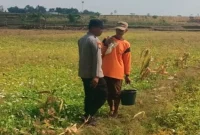 Polsek Tikung memantau lahan tanaman kangkung milik warga di Desa Bakalanpule, Kecamatan Tikung, Kabupaten Lamongan, Minggu (27/9/2026).