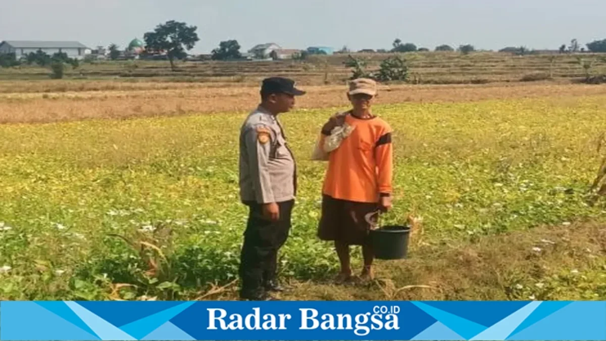 Brigadir Dwi Bai Asmoro bersama warga saat melakukan monitoring tanaman pangan di Desa Bakalanpule, Kecamatan Tikung, Lamongan, Kamis (24/8/2026). (Dok. Ho/RadarBangsa.co.id)
