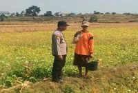 Brigadir Dwi Bai Asmoro bersama warga saat melakukan monitoring tanaman pangan di Desa Bakalanpule, Kecamatan Tikung, Lamongan, Kamis (24/8/2026). (Dok. Ho/RadarBangsa.co.id)