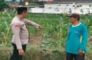 AIPDA Yateno saat memonitor lahan tanaman jagung warga di Desa Guminingrejo, Kecamatan Tikung, Lamongan, Rabu (16/9/2026). (Dok. Ho/RadarBangsa.co.id)