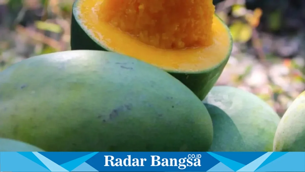 Petani memanen Mangga Alpukat di salah satu sentra perkebunan Kabupaten Pasuruan saat musim panen raya Oktober 2026. (Dok. Ho/RadarBangsa.co.id)