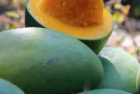 Petani memanen Mangga Alpukat di salah satu sentra perkebunan Kabupaten Pasuruan saat musim panen raya Oktober 2026. (Dok. Ho/RadarBangsa.co.id)