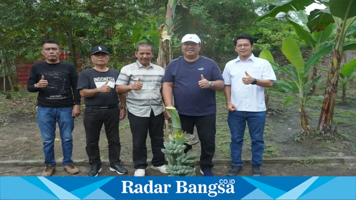 Bupati Asahan Taufik Zainal Abidin saat melakukan panen perdana Pisang Kepok Abu yang dikembangkan PT Hijau Surya, Minggu (4/10/2026). (Dok. Ho/RadarBangsa.co.id)