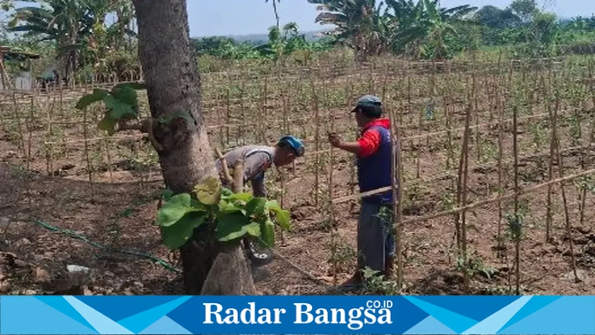 Bripka Maslikhan bersama Bripda Ilham saat mengecek tanaman sayur dan tomat di lahan pertanian Desa Plangwot, Kecamatan Laren, Jumat (2/10/2026). (Dok. Ho/RadarBangsa.co.id)