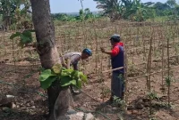 Bripka Maslikhan bersama Bripda Ilham saat mengecek tanaman sayur dan tomat di lahan pertanian Desa Plangwot, Kecamatan Laren, Jumat (2/10/2026). (Dok. Ho/RadarBangsa.co.id)