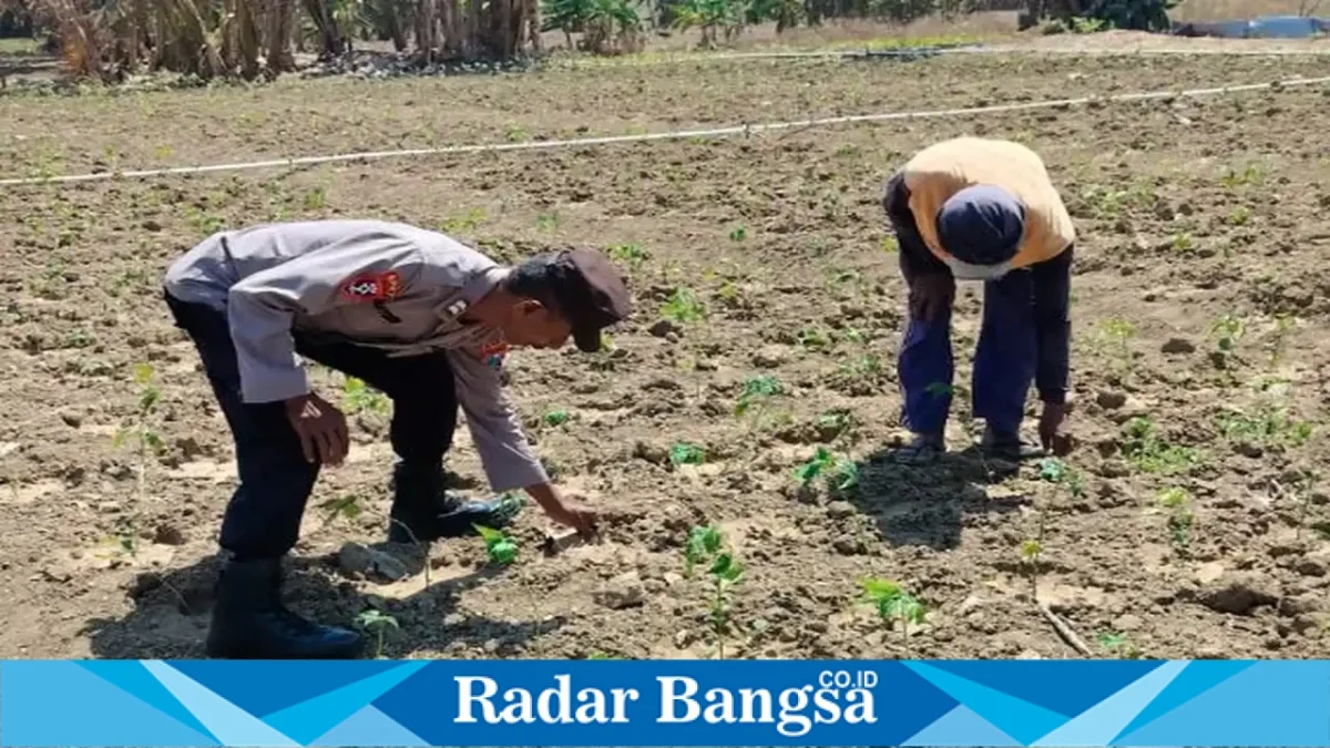 Petugas Polsek Laren bersama petani saat mengecek tanaman tomat dan cabai rawit di Desa Plangwot, Kecamatan Laren, Kabupaten Lamongan, Rabu (30/9/2026). (Dok. Ho/RadarBangsa.co.id)