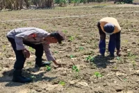 Petugas Polsek Laren bersama petani saat mengecek tanaman tomat dan cabai rawit di Desa Plangwot, Kecamatan Laren, Kabupaten Lamongan, Rabu (30/9/2026). (Dok. Ho/RadarBangsa.co.id)
