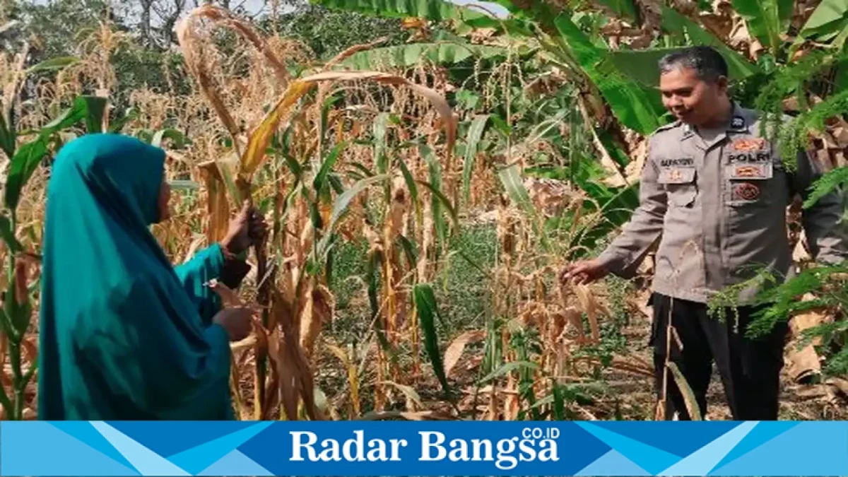 AIPTU Suwawi bersama warga memantau perkembangan tanaman kangkung di Desa Bakalanpule, Kecamatan Tikung, Kabupaten Lamongan, Jumat (9/10/2026). (Dok. Ho/RadarBangsa.co.id)