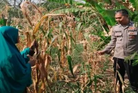 AIPTU Suwawi bersama warga memantau perkembangan tanaman kangkung di Desa Bakalanpule, Kecamatan Tikung, Kabupaten Lamongan, Jumat (9/10/2026). (Dok. Ho/RadarBangsa.co.id)